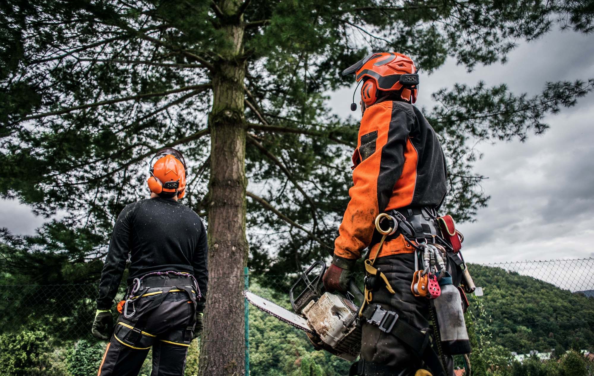 Rear view of arborist men with chainsaw cutting a tree, planning.